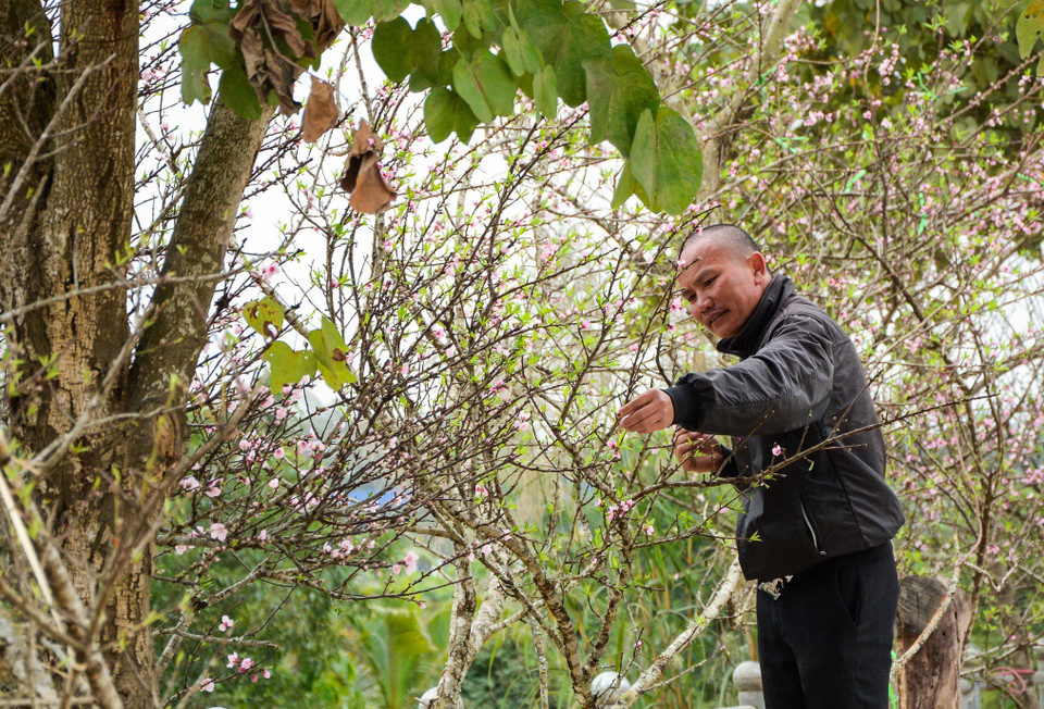 奠边省桃花街。（图片来源：越通社）