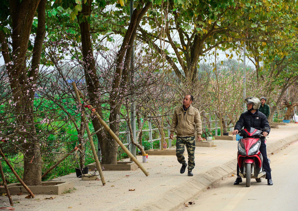 奠边省桃花街。（图片来源：越通社）