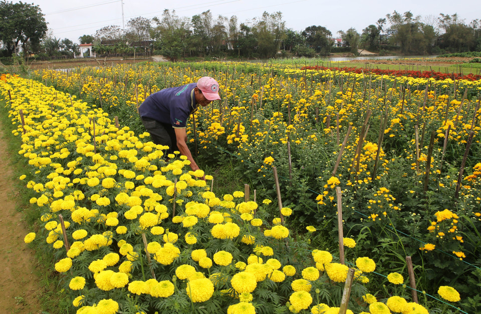 承天顺化省花农做好花卉培育工作。（图片来源：越通社）