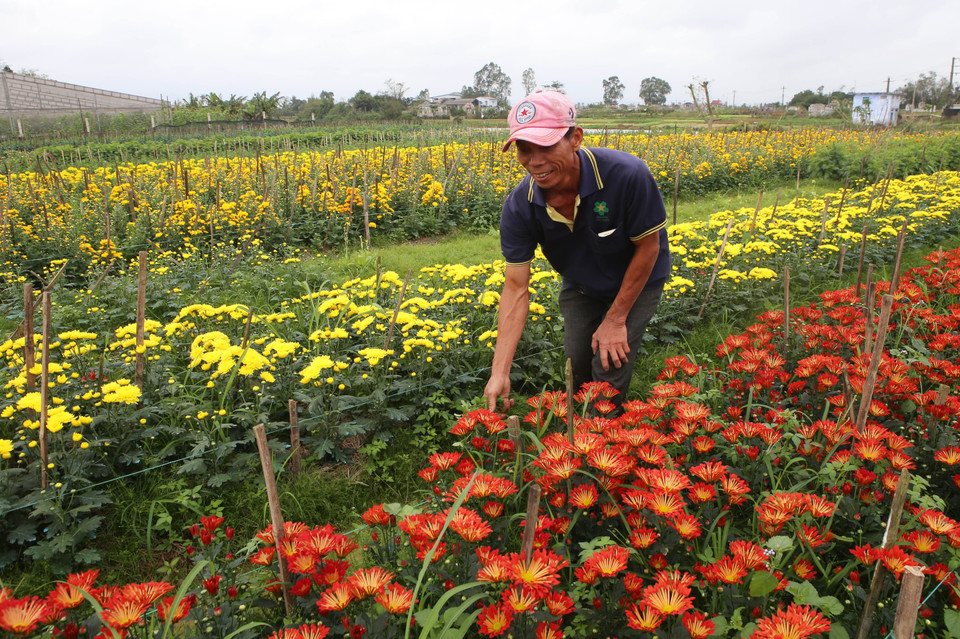 承天顺化省花农做好花卉培育工作。（图片来源：越通社）