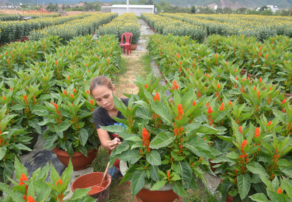 岘港市花农做好花卉培育工作。（图片来源：越通社）