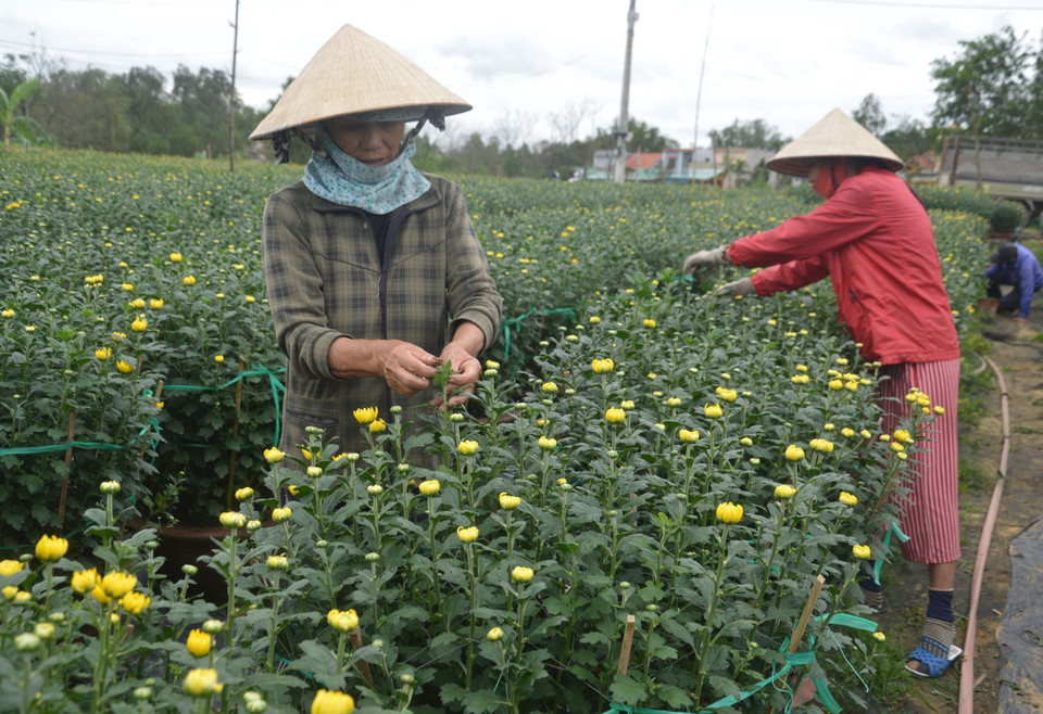 岘港市花农做好花卉培育工作。（图片来源：越通社）