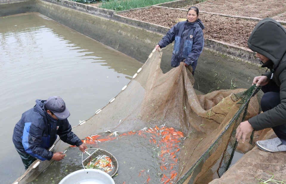 富寿省农民收获金鲤鱼。越通社记者 谢全 摄