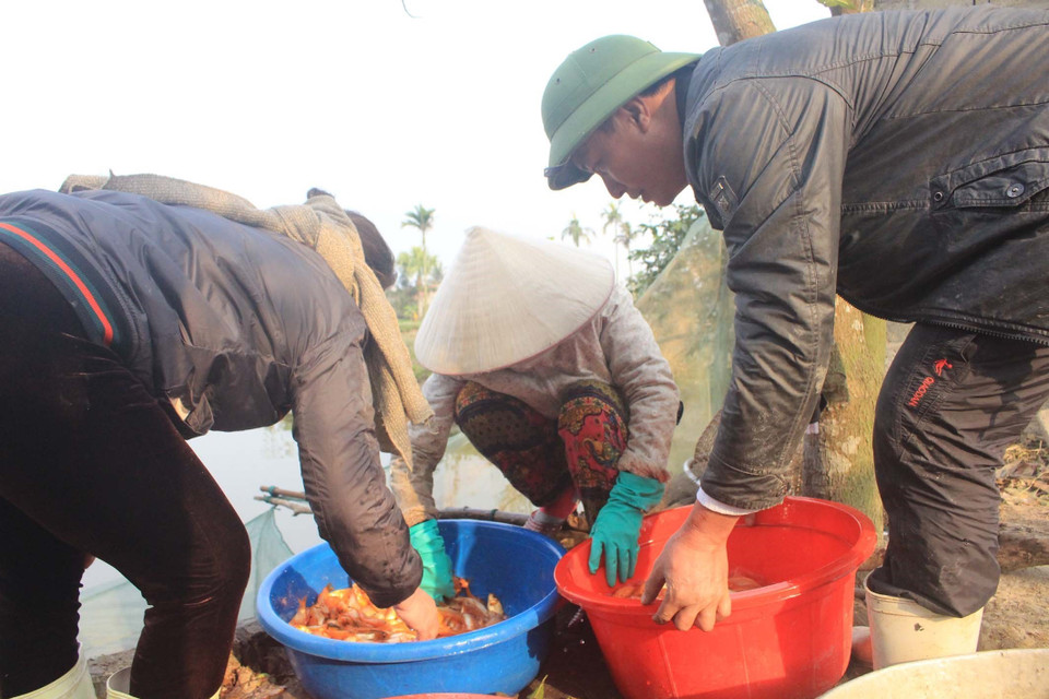值此腊月二十三日来临之际，专门养殖和销售鲤鱼的清化省广昌县广新乡新古村总是人山人海,熙熙攘攘，生意火爆。（图片来源：越通社)