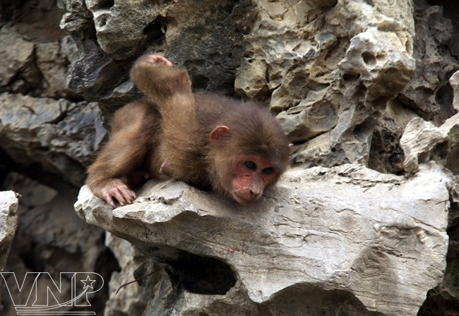 云龙湿地自然保护区的金猴（图片来源：越通社）