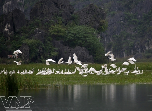 秋天，多种候鸟聚集云龙湿地自然保护区觅食，蓝天清水、树林飞鸟，构成了一幅美仑美奂的图画（图片来源：越通社）