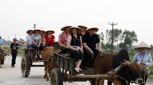 外国游客坐牛车游览云龙（图片来源：越通社）