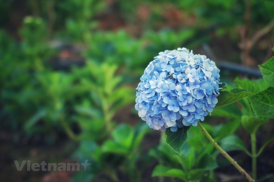 大叻花林生物工艺股份公司被认为是越南重要的种苗库。该公司设有法国先进的应用体外法生产工业花苗实验区，占地5000平方米，年产种苗2400万株。每年向荷兰、比利时、新西兰、日本、美国、丹麦、中国、韩国等花卉强国出口数千万株苗。图自Vietnam+