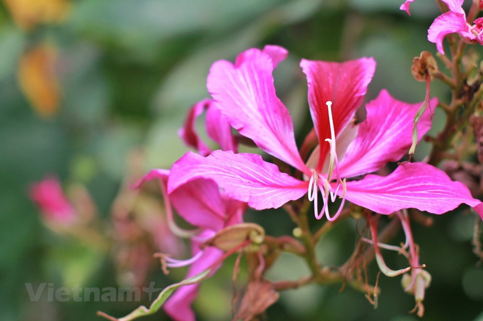 大叻花卉种植面积现为9000公顷，每年向市场提供31亿枝花，但只有10% 即3.1亿枝找到了出口的门路。为了获得优良花种，大叻每年要进口数以万计的种苗和种子试种后大面积栽培。力争到2030年至少有30％的菜种和花种有出口版权；90％的蔬菜、花卉和特种植物的种苗生产单位达到高科技标准。图自Vietnam+