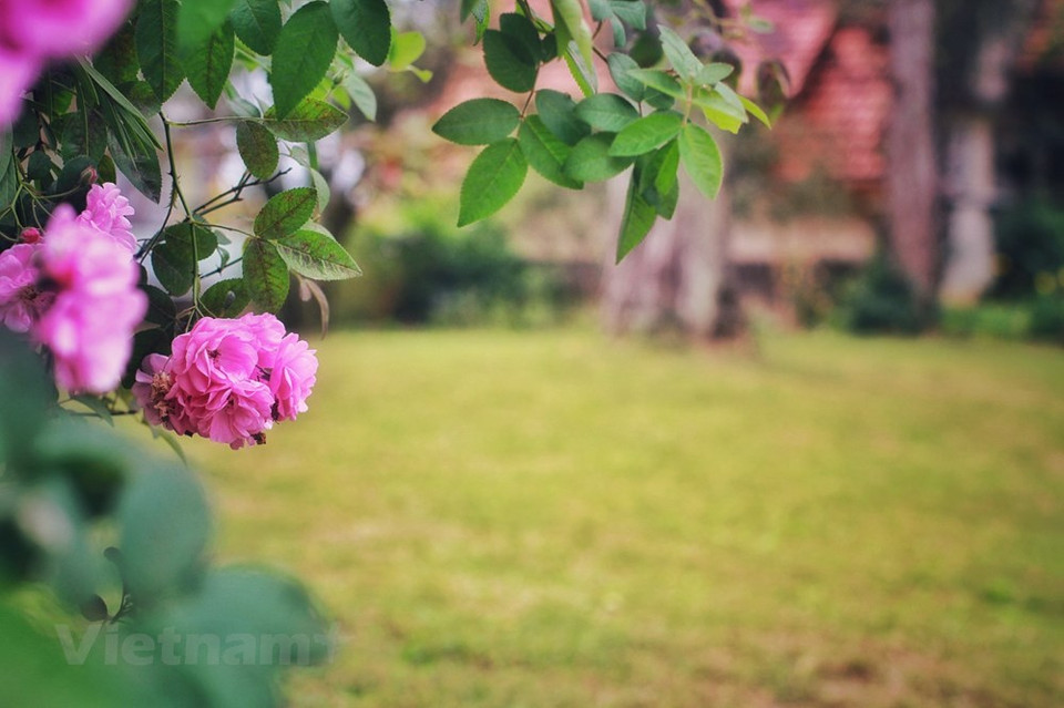 森林里的多间古老房屋也被五彩缤纷的花草围绕。玫瑰花围绕着这里法式建筑的古老房屋。玫瑰花是大叻市不可不提到的花种。玫瑰花也为林同省大叻市Langbiang山脚下诸多花农们带来稳定收入并走上致富之路。其中，不少花农已成为玫瑰富翁。图自Vietnam+