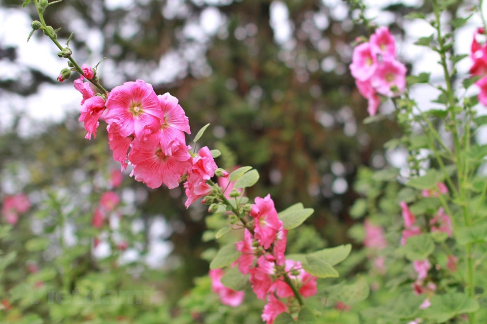 大叻是一首迷人的合奏曲，有温柔含蓄的本地花，更有来自温带地区的郁金香、锦绣求、康乃馨、紫罗兰、秋海棠、白菊、黄菊、洋桔梗、玫瑰、紫凤凰等，姹紫嫣红等，相映成趣，令人开颜欢悦。大叻花卉几乎四季盛开，也有季节标志性开放而独领风骚的，如一月樱花红艳艳，四月凤凰紫幽幽，十月含羞草金灿灿。图自Vietnam+