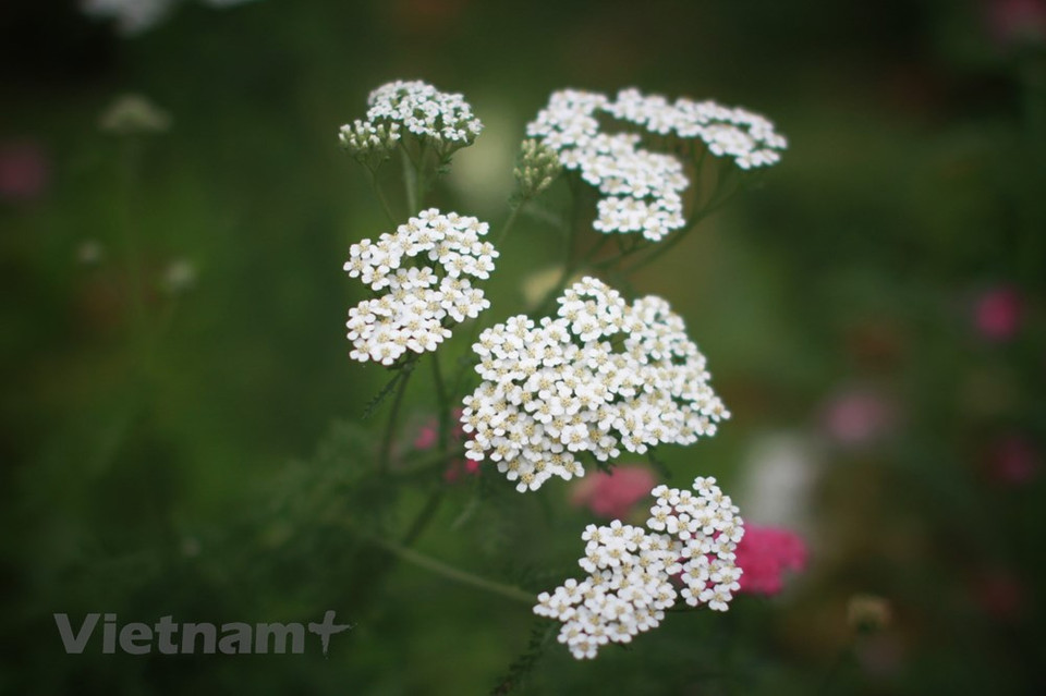 对大叻市民而言，鲜花是生活中不可缺少的一部分。鲜花不仅出现在田野、街道或者窗口上，还出现在诗歌、音乐、绘画和建筑之中。也许在东南亚地区，只有大叻市举办两年一度的国际花卉节，以推崇花卉种植业，并向世界推介花卉产业。图自Vietnam+