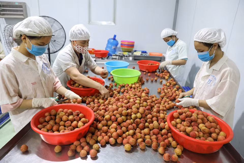 北江省陆岸县全球食品进出口股份公司的荔枝生产链。图自越通社