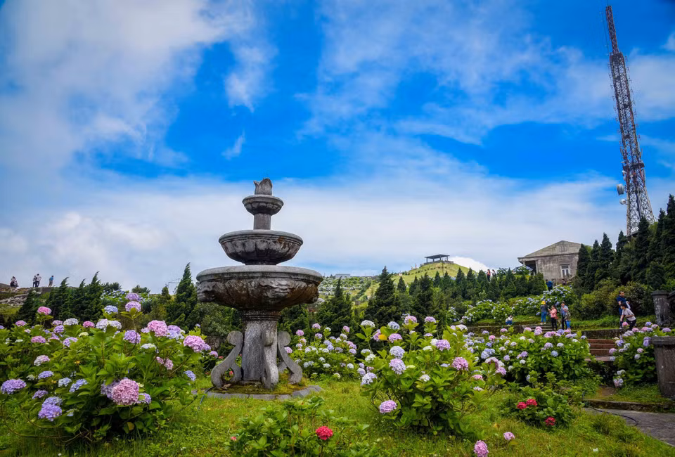 绣球花喜欢温暖、湿润的环境，平时要保证足够的光照，但是在中午阳光太强时也要做好遮阳工作。平时也要保持盆土的湿润，夏季温度高要经常浇水，雨季时也要及时排水，避免积水导致烂根。图自越通社
