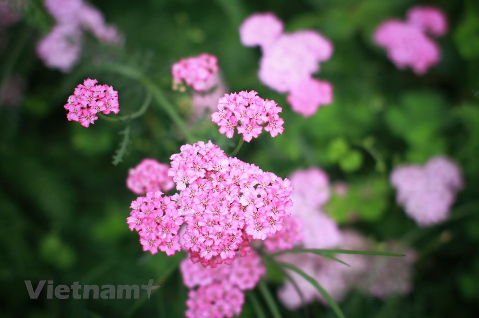 由于适宜的气候和土壤条件，温带蔬菜和花卉生长良好。随着时间的流逝，大叻逐渐形成了蔬菜和花卉种植业。尤其是从1938年河内玉河、宜蚕等花村移民建立河东邑，逐渐发展成河东、泰番和万城等著名花村。花卉种植业不仅是一种生计，而且还为这座山城创造了美丽绝伦的景色。今天，如果有机会来大叻市，人们会陶醉于四季盛开的花村、花田、花街之美。图自Vietnam+