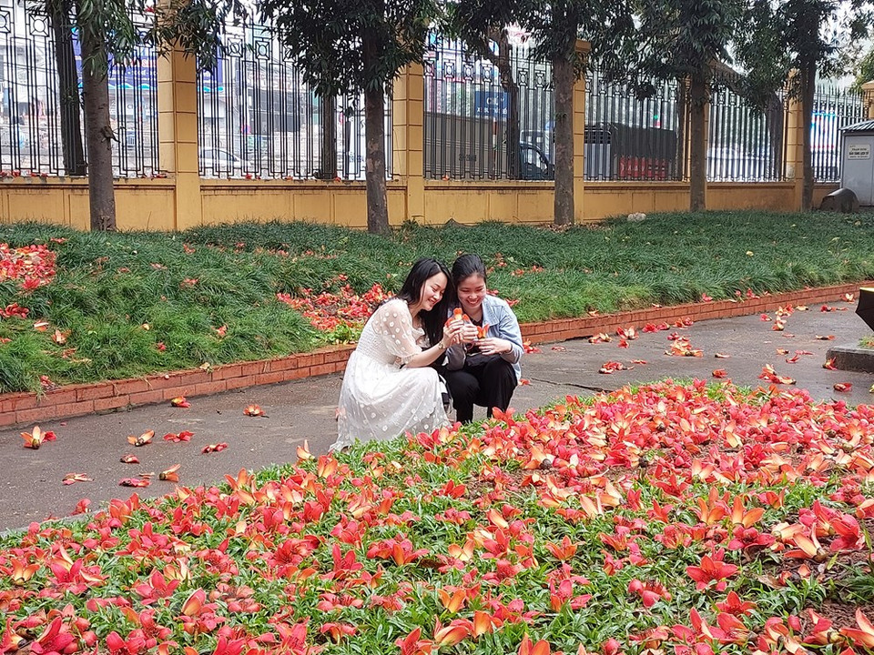 数百年的木棉树正进入盛开季节。木棉树上红红火火，那一朵朵木棉花似火一般绚丽灿烂。有的正在含苞待放，有的已光彩夺目，火红耀眼，而整棵树上沒有一片叶子，全是火红红的木棉花，甚是美丽耀眼。怒放的繁花又仿佛调皮的火鸟雀跃在枝梢，让人感受到一种热烈和激情。在未有一片绿叶的渲染中，整个树冠鲜红斑斓，像燃烧着的火焰，好惊艳的木棉花。图自Vietnam+