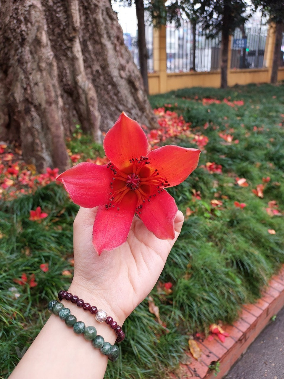 历经严冬，春风荡漾，木棉花开得繁盛，红色的花朵吸引途人艳羡。木棉花拥有五片强劲曲线的花瓣，包围一束绵密的黄色花蕊，层次分明，质感厚实，收束于紧实的花托，花朵差不多有饭碗那么大，迎着阳光自树顶端向下蔓延。值得一提的是，木棉花开叶不在，花红叶不绿，花挂枝头叶随风。图自Vietnam+