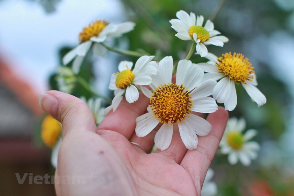 提到肿柄菊则是大叻市特有的花种。肿柄菊是菊科肿柄菊属植物，一年生草本类，高2-5米。叶卵形或卵状三角形或近圆形，头状花序大，顶生于假轴分枝的长花序梗上，总苞片4层，外层椭圆形或椭圆状披针形，花果期9-11月。肿柄菊长在路边，一丛丛的，高过人头。其花瓣如向日葵一般大，但只有一层，金黄灿烂，给游客一种活在梦中的感觉。图自Vietnam+