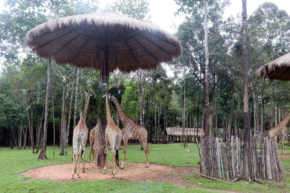 富国Safari Vinpearl 动物园的梅花鹿。越通社记者 黎辉海 摄