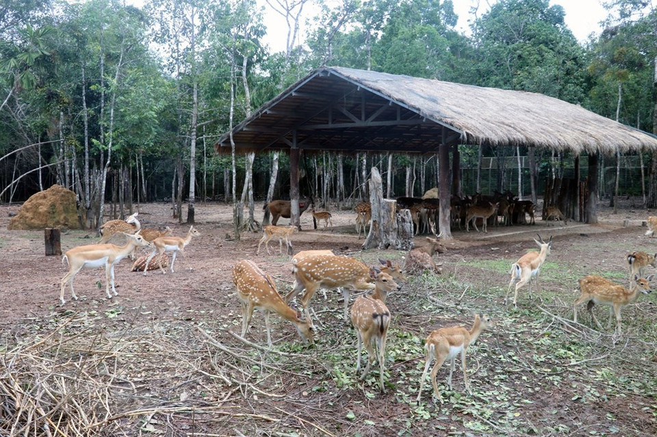 富国Safari Vinpearl 动物园的梅花鹿。越通社记者 黎辉海 摄