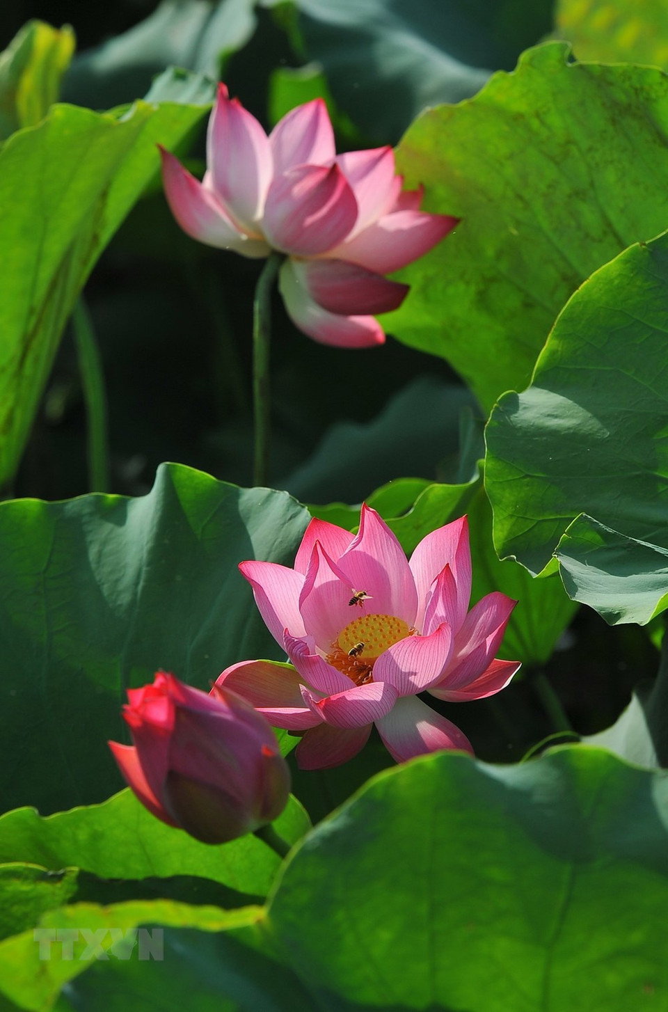 荷花在清晨的阳光中尽情绽放，清香四溢。越通社记者 明德 摄