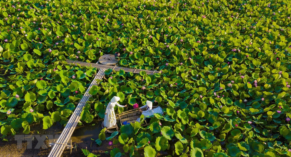 荷花的粉红色衬托出娇艳而不失典雅之美。越通社记者 明德 摄