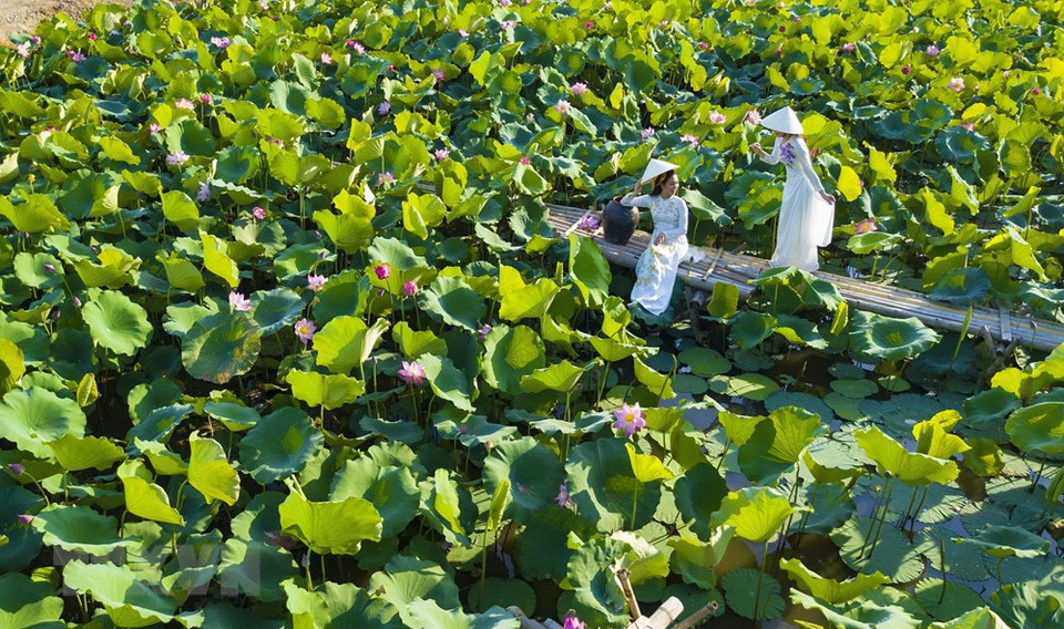 荷花的纯净之美必将给游客带来有趣的体验。越通社记者 明德 摄