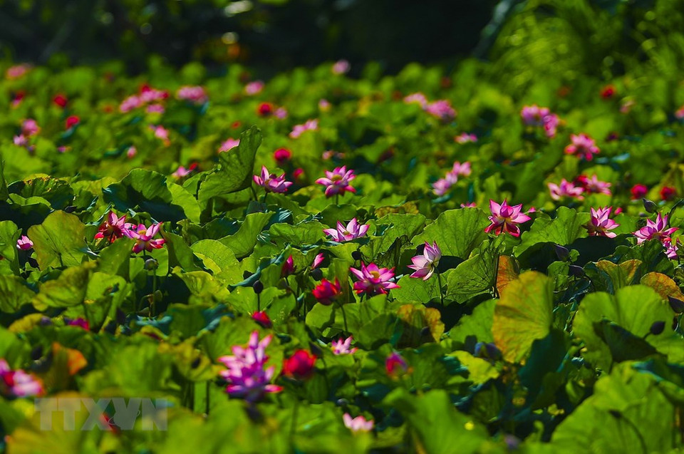 六月份是荷花盛放之季。来宁平省旅游的游客既可欣赏荷花之美，又可观看山水画般的风景。越通社记者 明德 摄