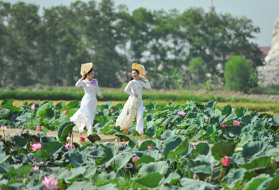 在夏天的阳光下，一朵朵荷花掩映在绿叶中。越通社记者 明德 摄