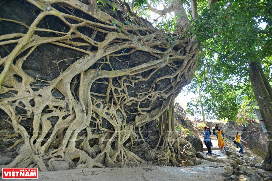奇形怪状的巨大树根。图自《越南画报》