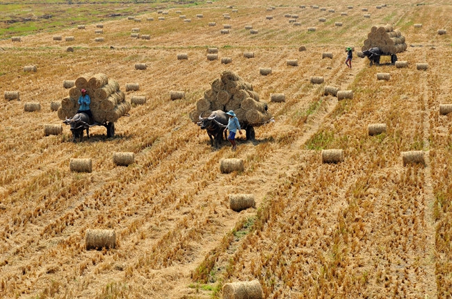 作品：《卷稻草》 作者：范成云（第三次《黄金时刻》新闻摄影奖参赛作品）