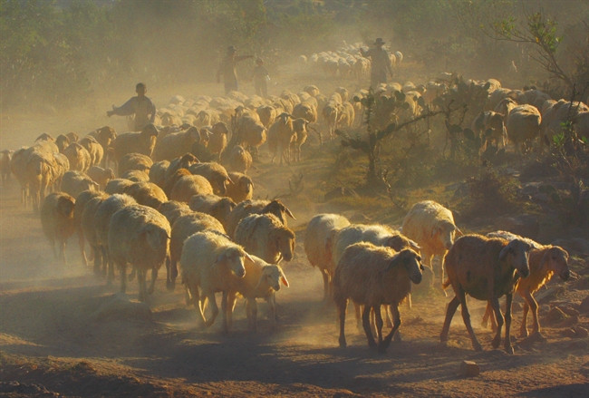 作品：《养羊业》 作者：有成（第一次《黄金时刻》新闻摄影奖参赛作品）