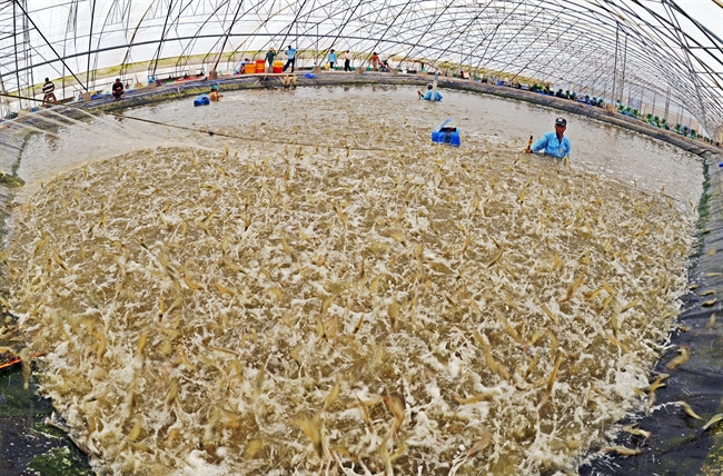 作品：温室高密度养虾技术 作者：潘清强（第四次《黄金时刻》新闻摄影奖单图类鼓励奖）