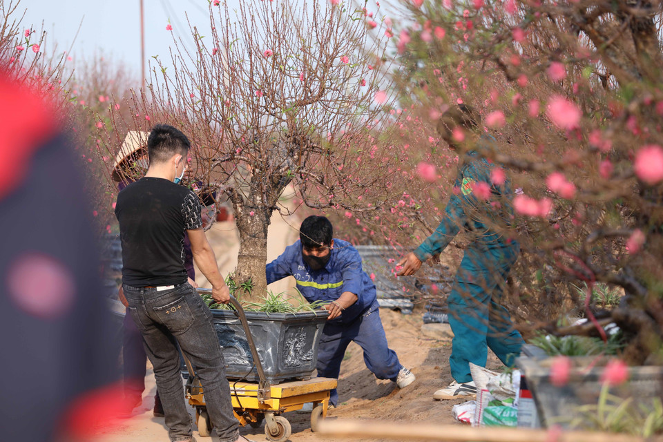 运输桃花服务客户的场景。图自越通社
