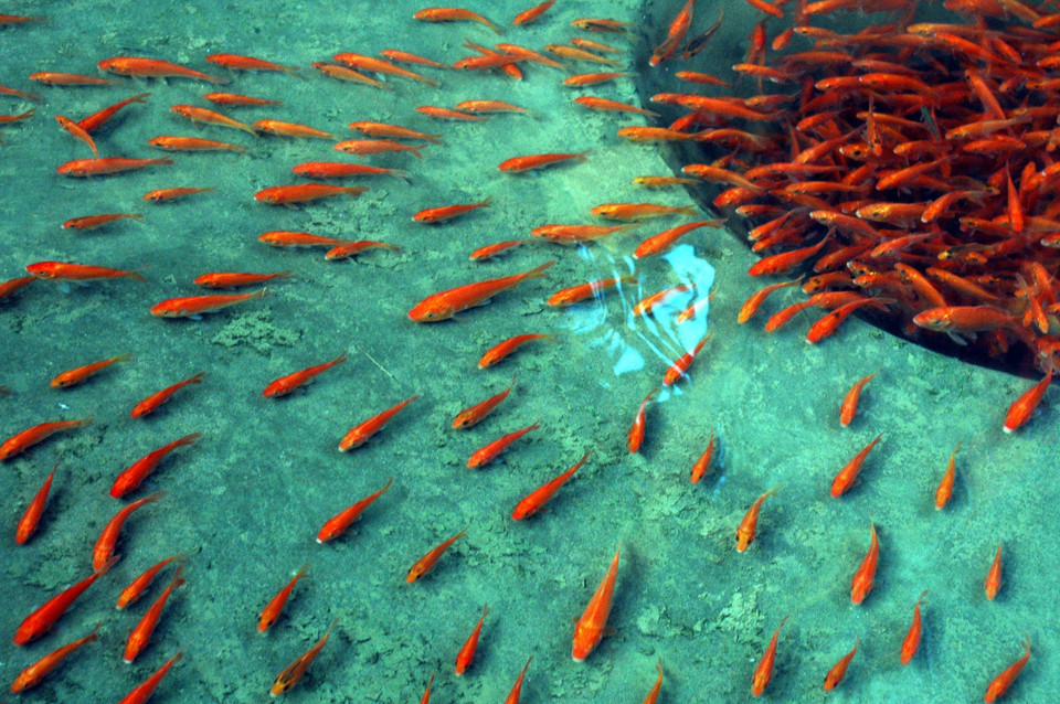 富寿省锦溪县遂禄乡水沉村村民收获鲤鱼的场景。图自越通社