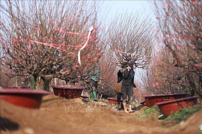 春节到来，桃花的红色又染红了每个大街小巷，使春节的气氛更加浓郁。图自越通社