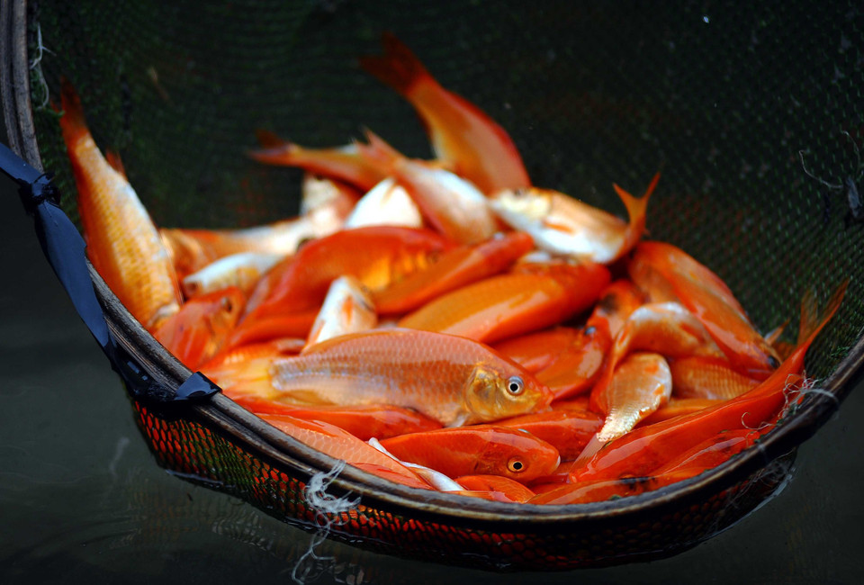 人们经常准备一对或三条活鲤鱼放入一盆水中，与其他供品一起供奉。图自越通社