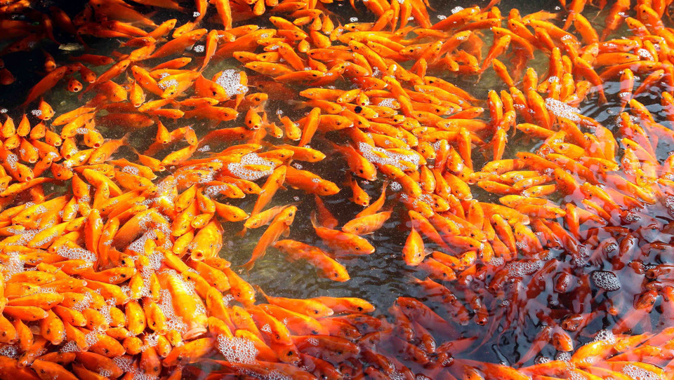 每年腊月二十三，灶王神会骑着鲤鱼升天。图自越通社