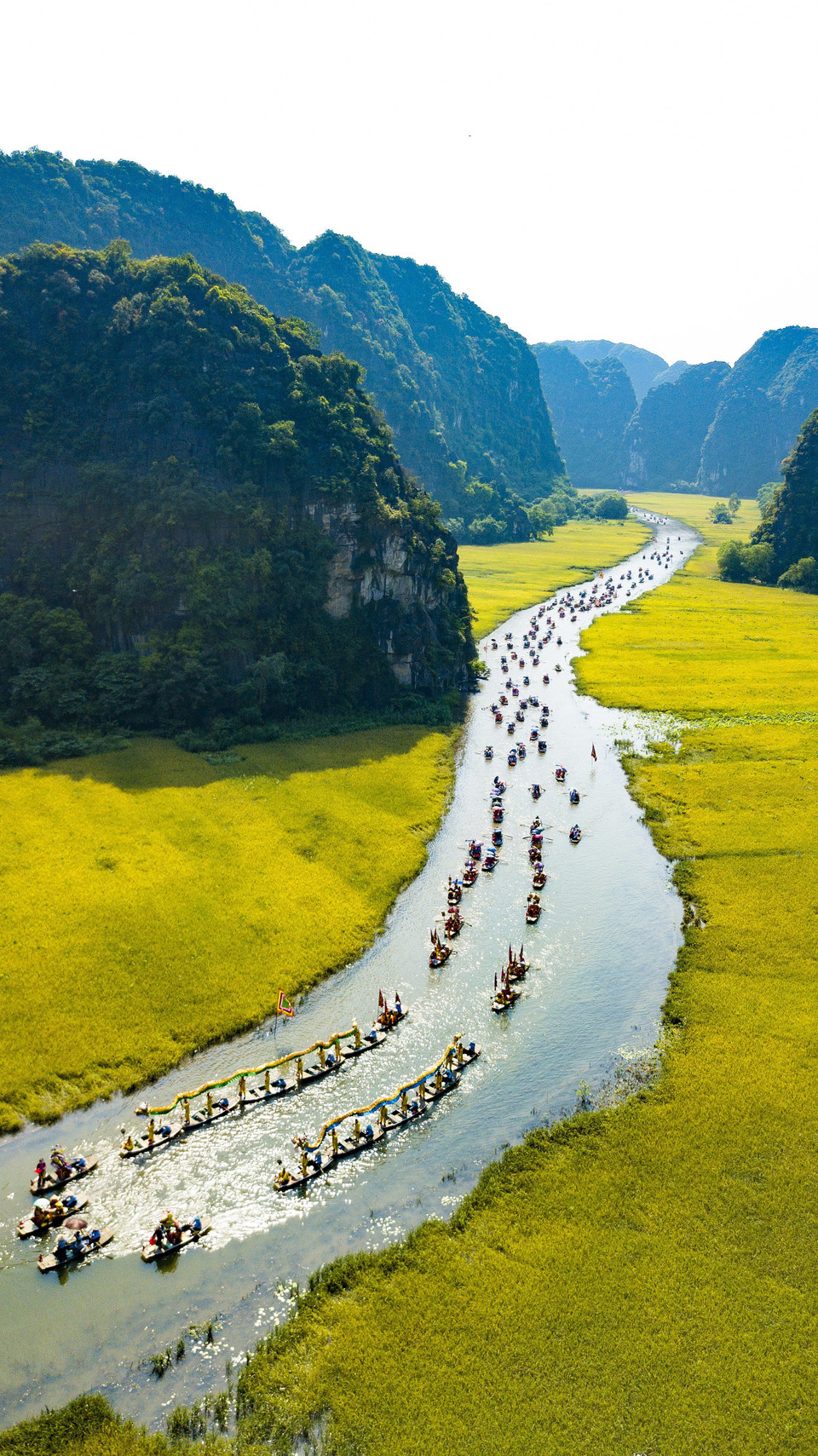 大米的亮黄色染黄全部农田。图自越通社