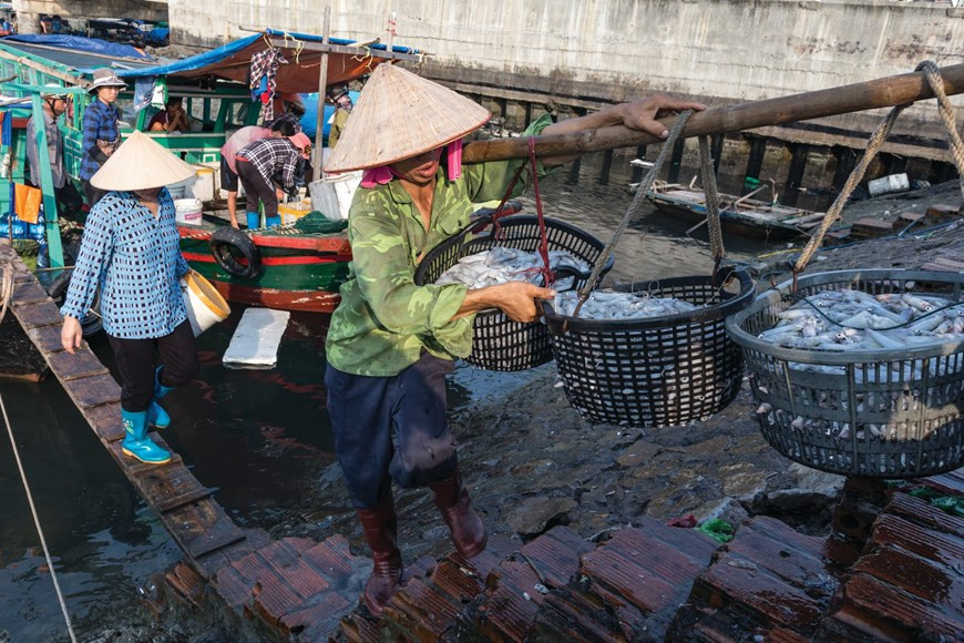 虾、蟹、鱼、蛤、虾蛄等丰富多样的海鲜被渔民们从渔船上运上岸销售。图自Vietnam+