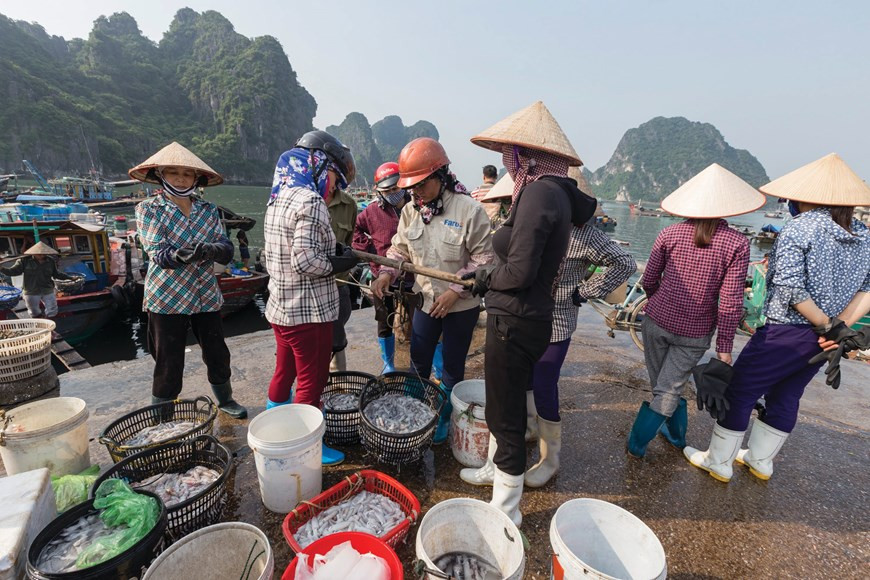 早晨逛鱼市场成为广宁省居民的习惯。图自Vietnam+