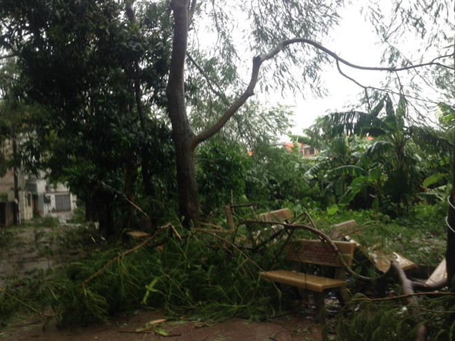 大量树木倒伏、倾斜（图片来源：越通社）