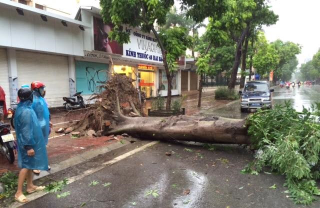 大风刮倒大树。（图片来源：越通社） 