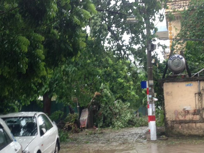 ​受台风影响许多树木被刮倒。 （图片来源：越通社）
