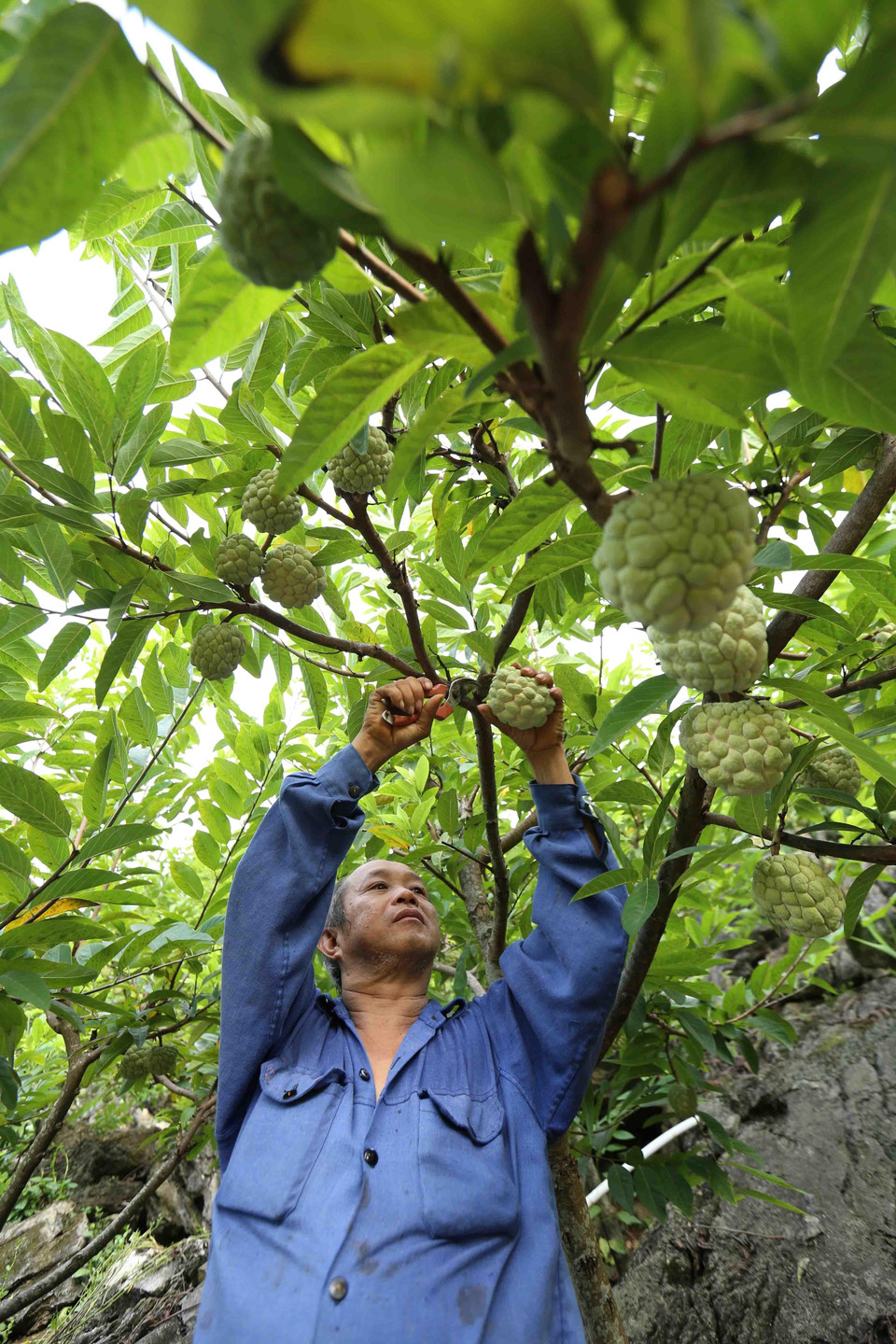 越南谅山省芝陵番荔枝进入成熟旺季。越通社记者武生 摄 