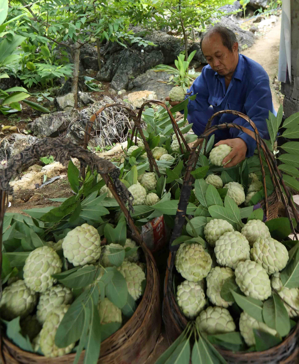 番荔枝是当地人民消除饥饿，减少贫困的主要树种。越通社记者武生 摄 