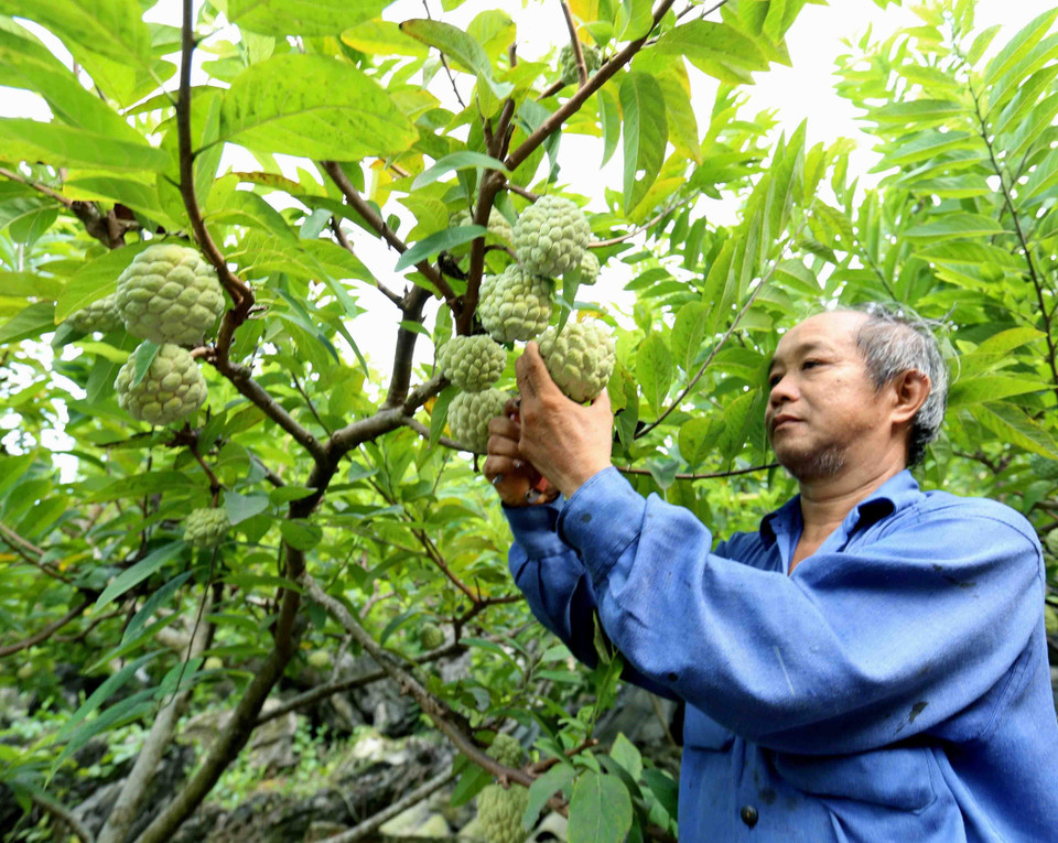 越南谅山省芝陵番荔枝进入成熟旺季。越通社记者武生 摄 
