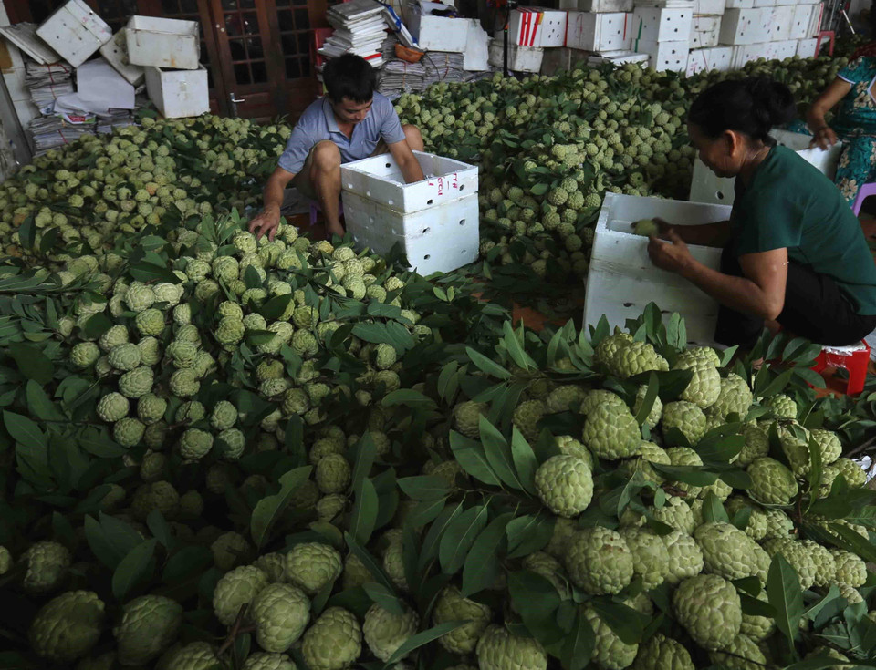 越南谅山省芝陵番荔枝进入成熟旺季。越通社记者武生 摄 