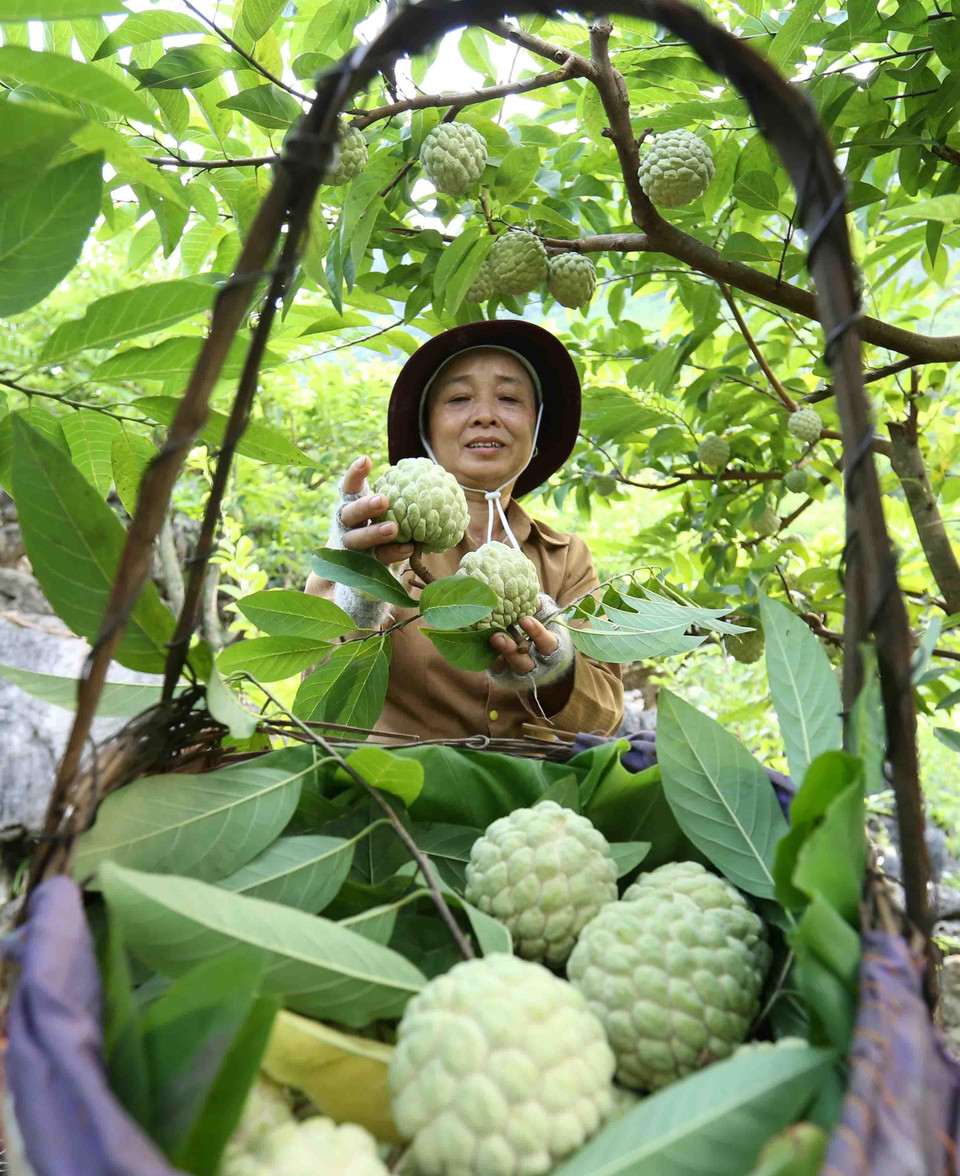 越南谅山省芝陵县的番荔枝种植面积约为1600公顷。越通社记者武生 摄 