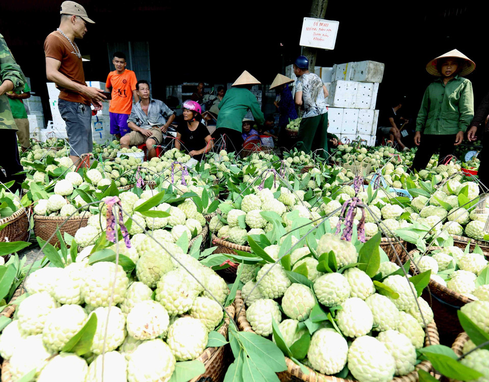 越南谅山省芝陵番荔枝进入成熟旺季。越通社记者武生 摄 